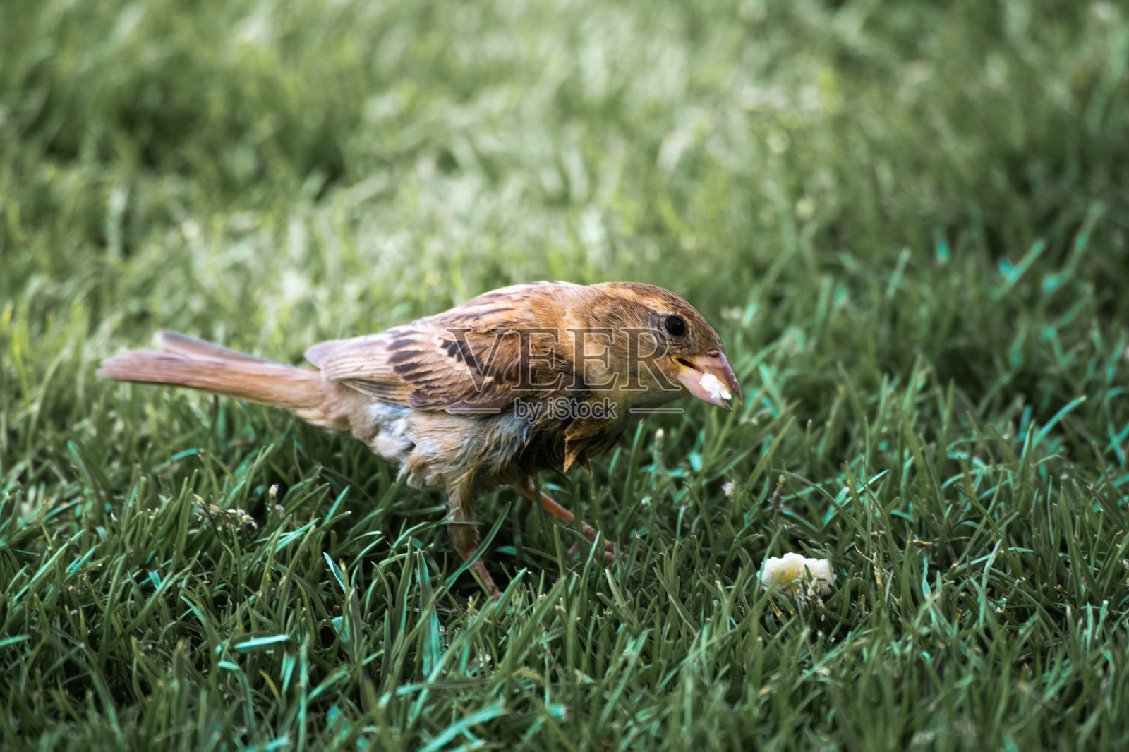 看着面包屑的小鸟照片摄影图片