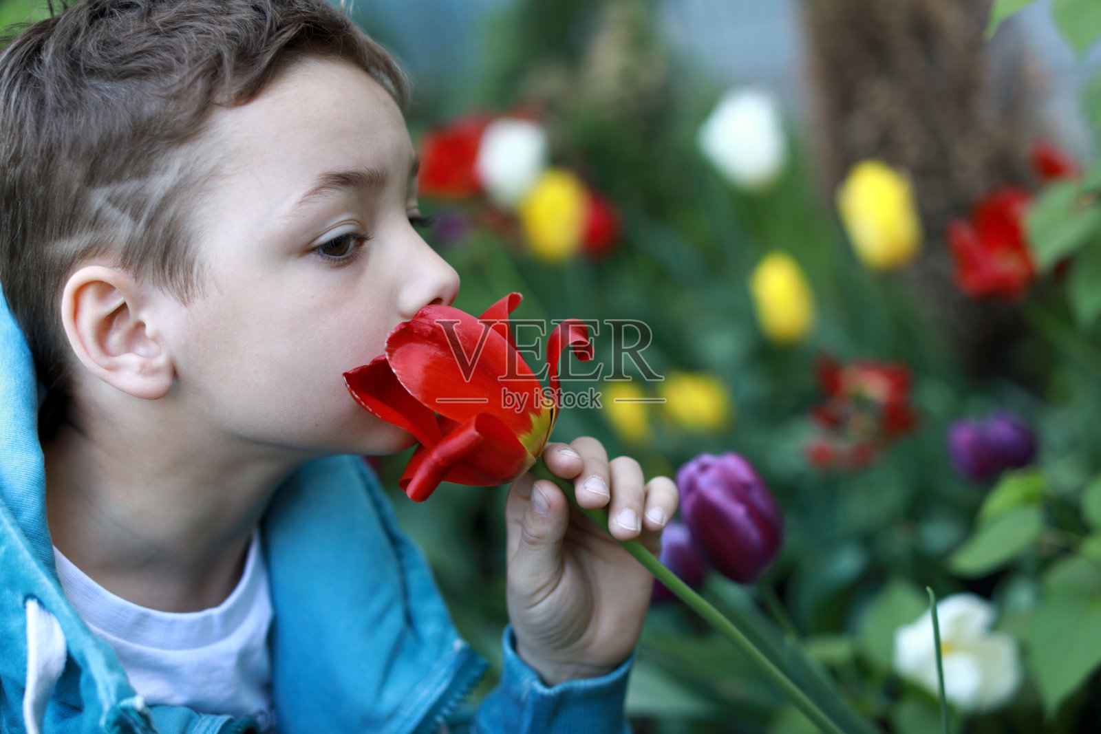 男孩在闻郁金香花照片摄影图片