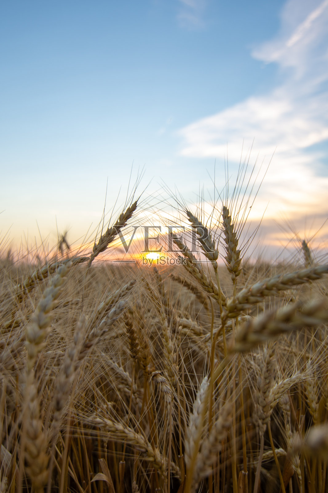 夕阳西下时中西部农村的麦田。拉萨尔县,伊利诺伊州,美国照片摄影图片
