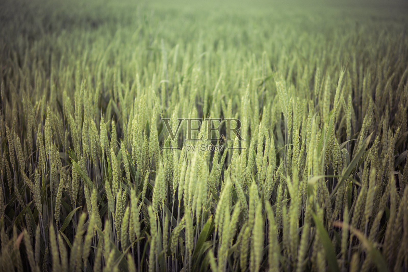 田野里长满了绿色的小麦照片摄影图片