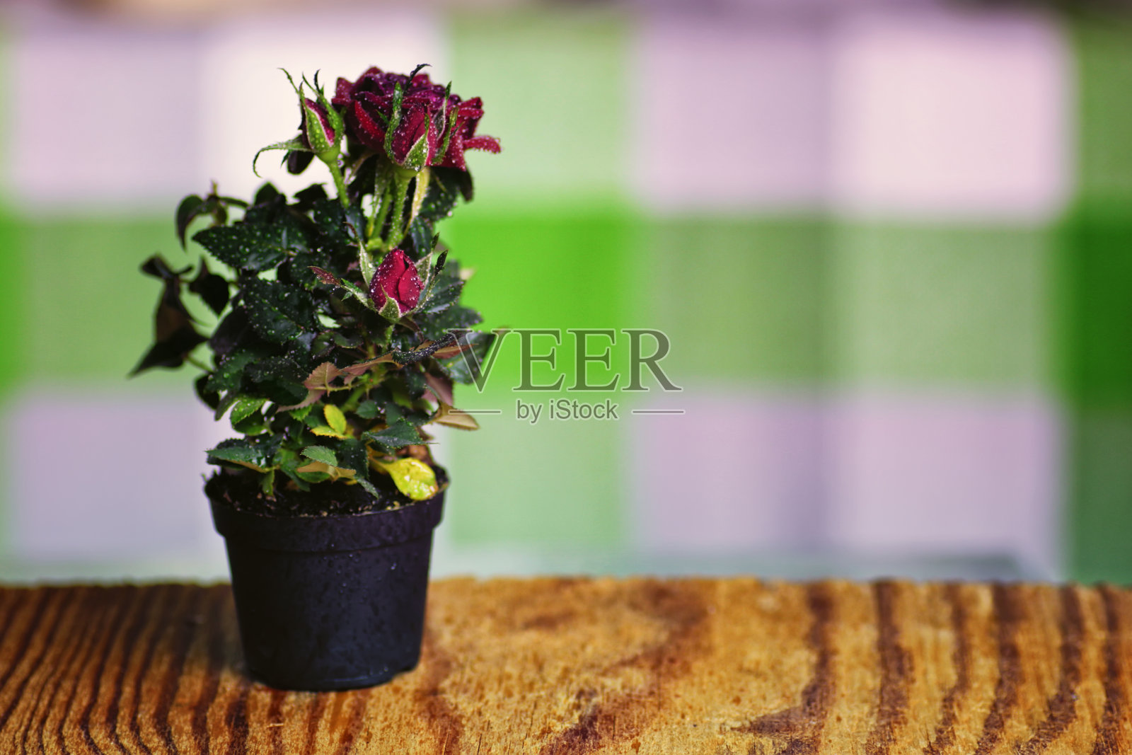 玫瑰鲜盆宏照片摄影图片