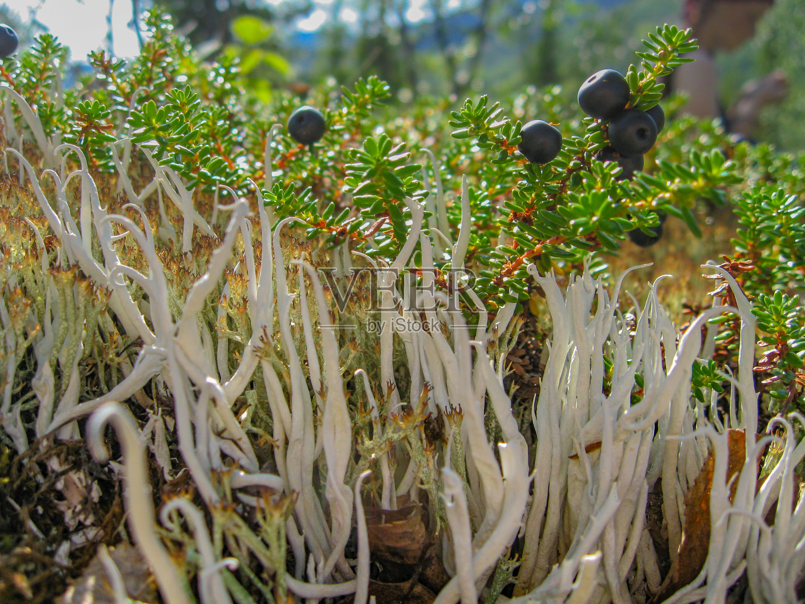 白苔和越橘照片摄影图片