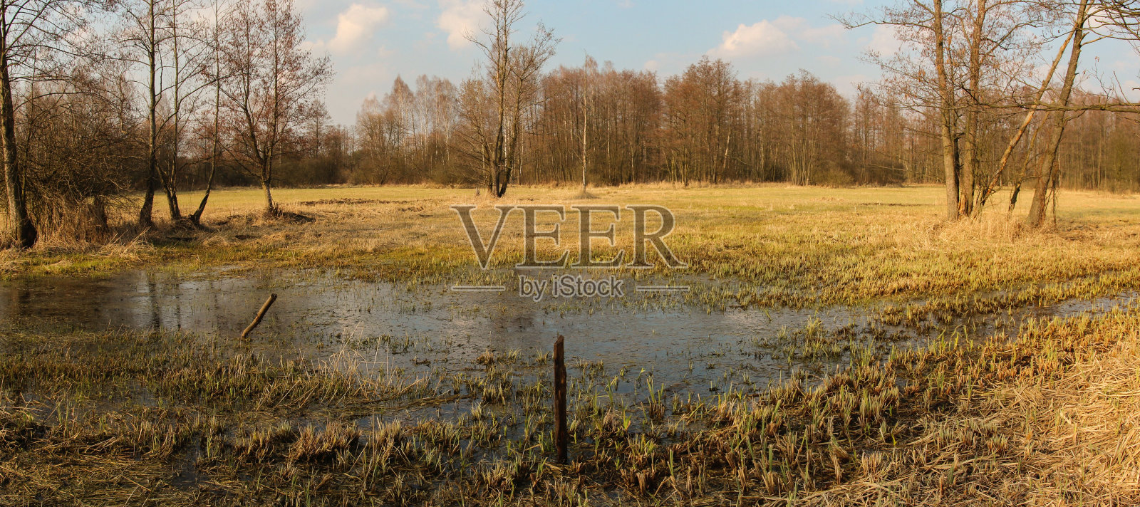 森林,草地照片摄影图片