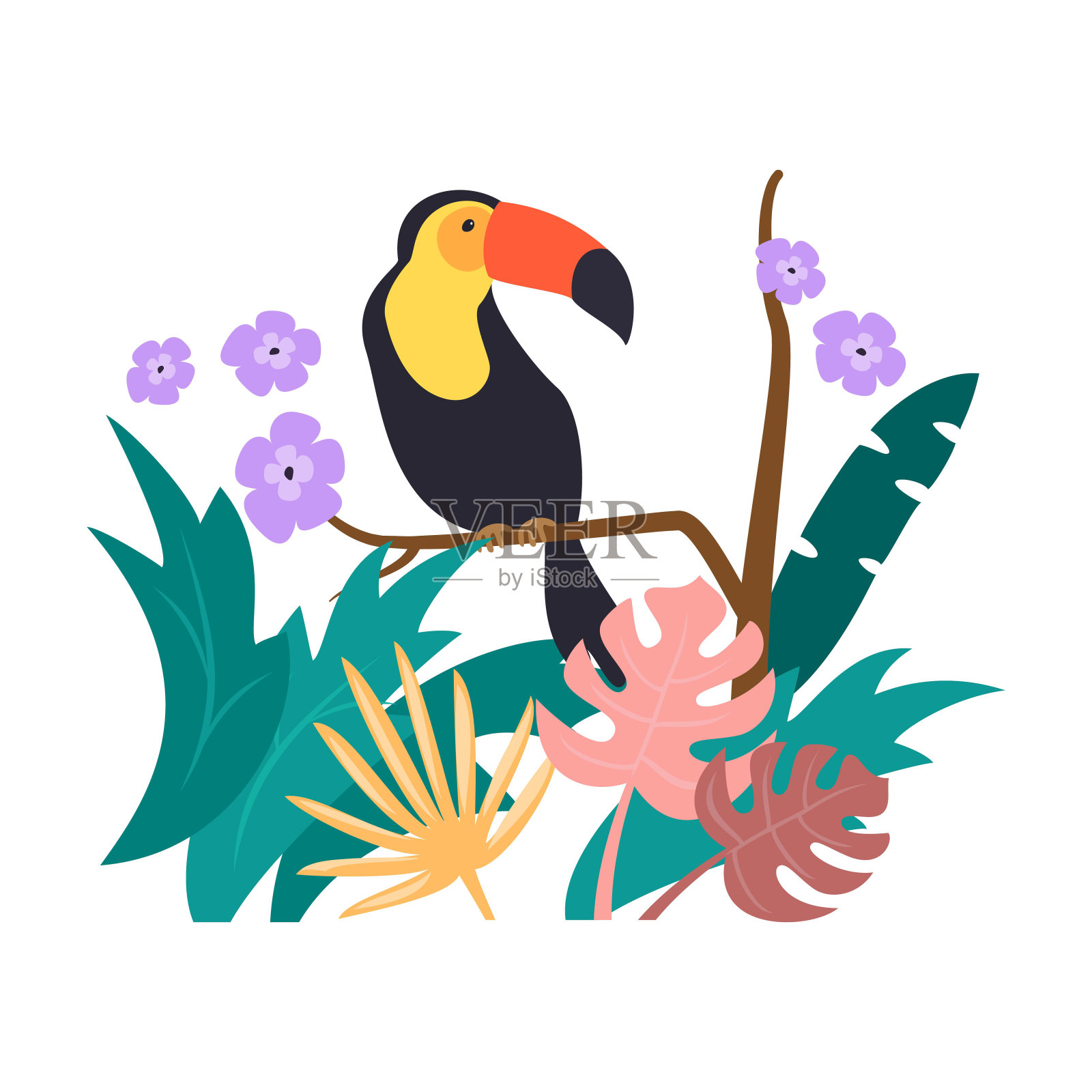 彩色巨嘴鸟在白色的背景。插画图片素材