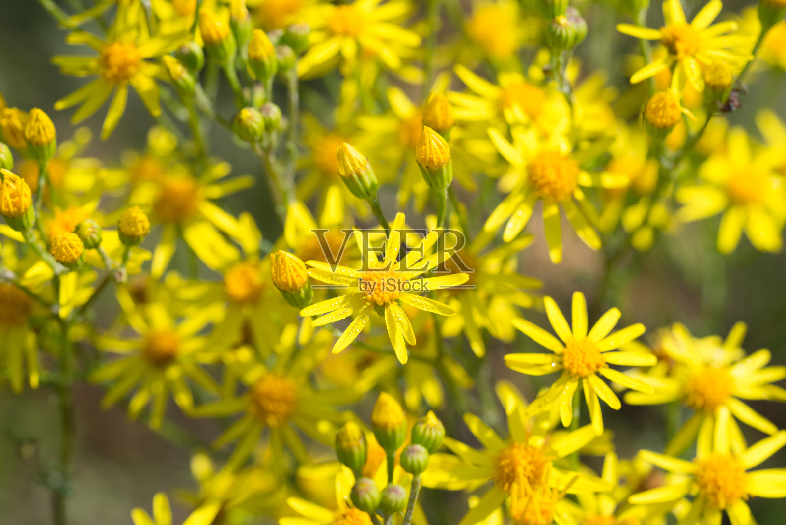蜡菊,矮长生,黄花不朽照片摄影图片
