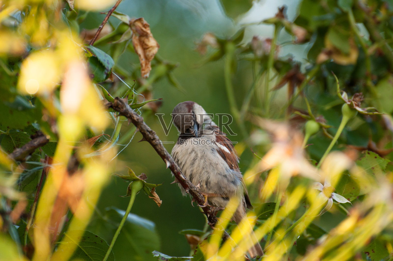 夏天树上的麻雀。麻雀在自然界中照片摄影图片