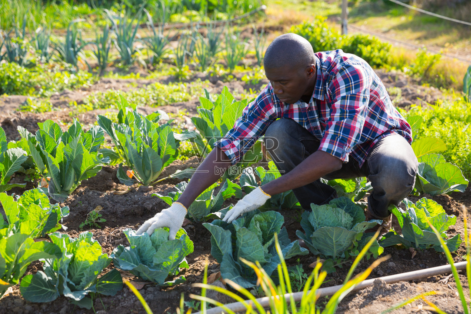 男园丁在自家宅地工作照片摄影图片