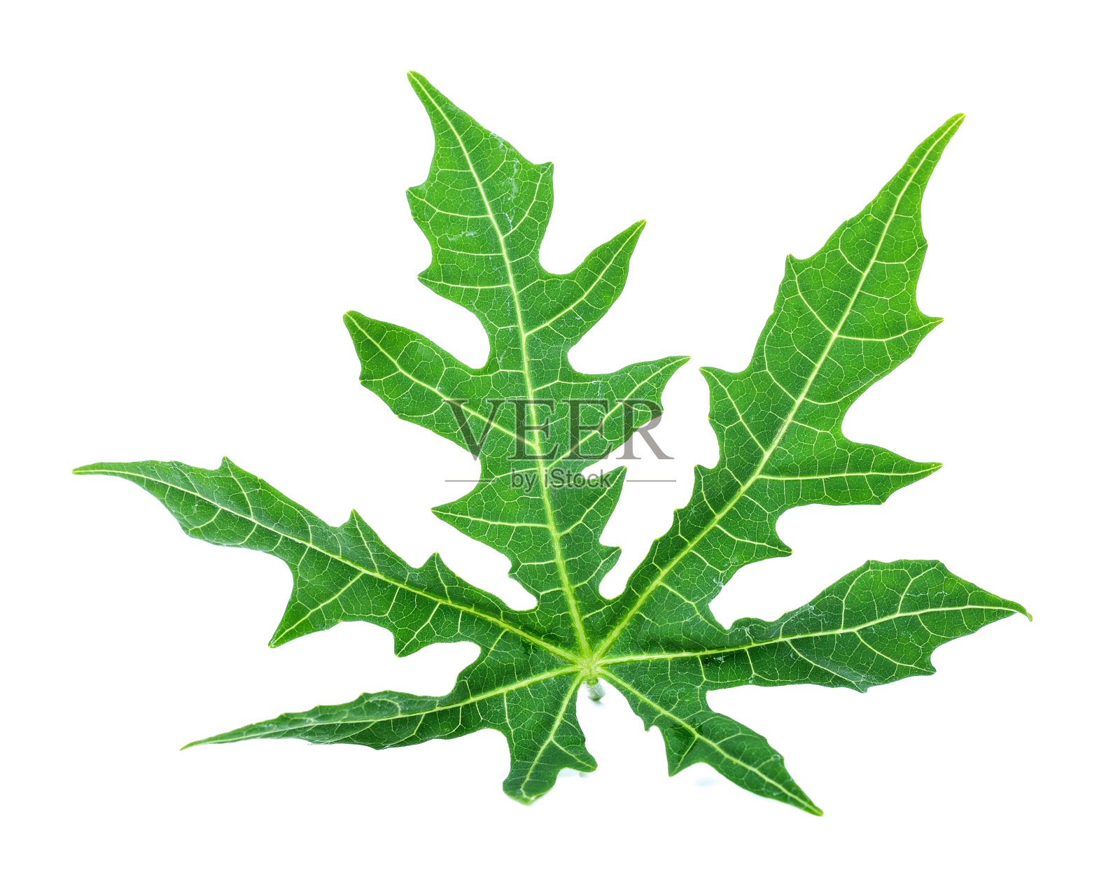 白背景上分离的茶叶(刺胞菌Aconitifolius或刺胞菌chayamansa McVaugh)照片摄影图片