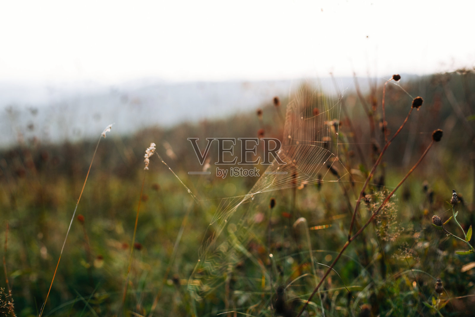 美丽的野花和香草与蜘蛛网在阳光下的草地日落在山。山间采药草,天然花卉墙纸。照片摄影图片