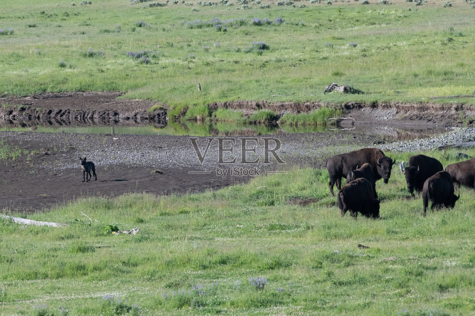 灰狼在啃野牛的尸体照片摄影图片