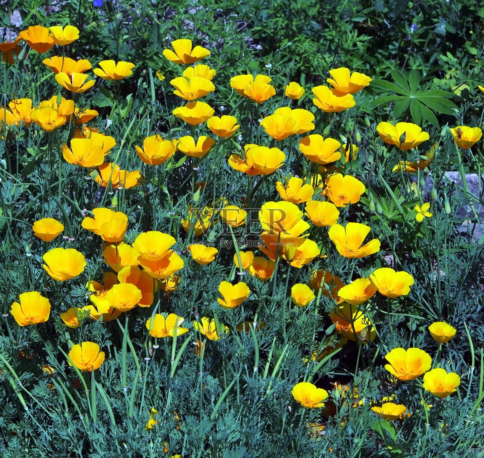 草坪上亮黄色的花照片摄影图片