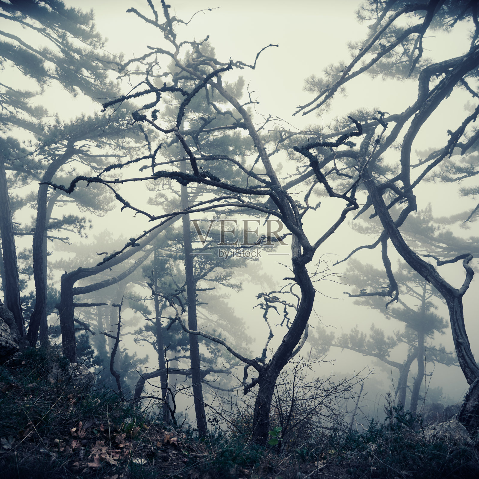 在雾中,有雾的、黑色的、光秃秃的树木照片摄影图片
