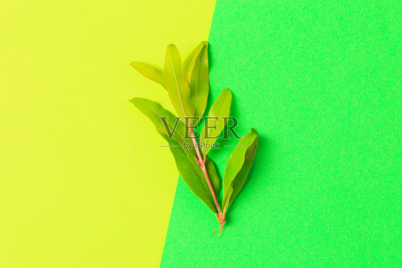 绿叶的颜色背景-图像照片摄影图片