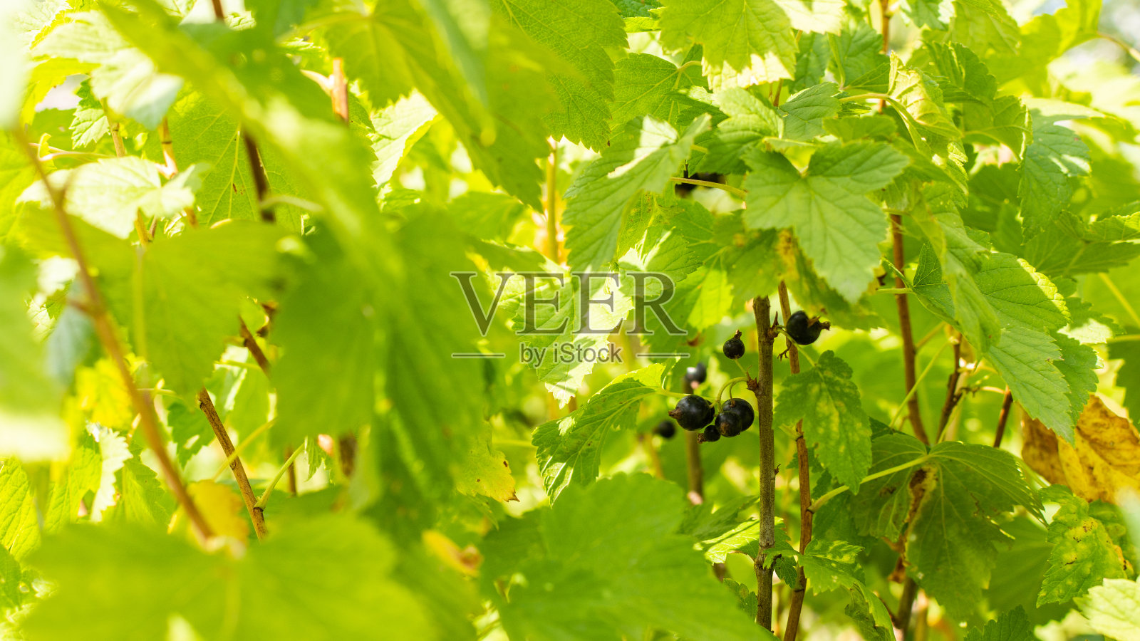 黑加仑子布什照片摄影图片