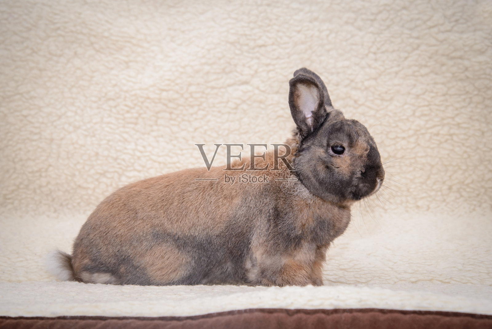 棕色的兔子躺在薄毯子上照片摄影图片