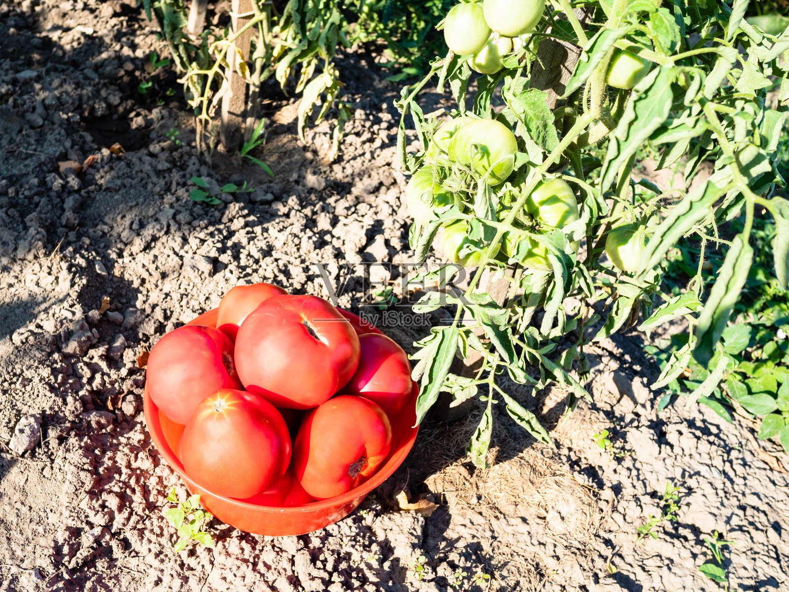 在番茄丛附近的碗里收获成熟的番茄照片摄影图片