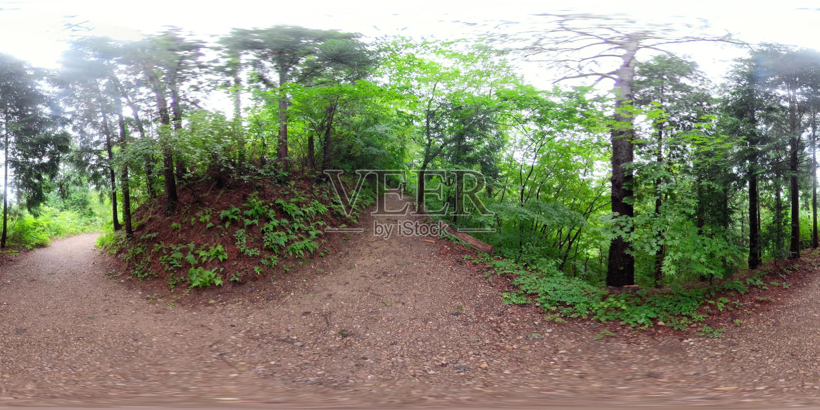 雨后360度的绿茶农场全景照片摄影图片
