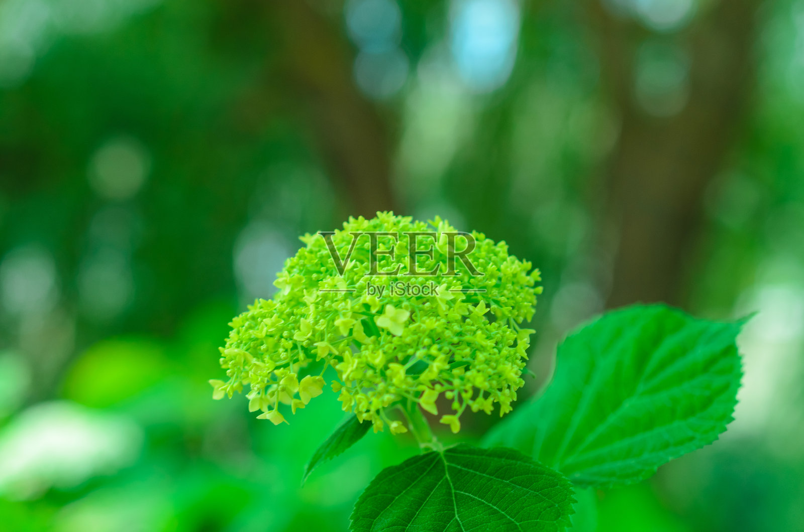 在夏季或春季的绿色花园中盛开的花朵照片摄影图片