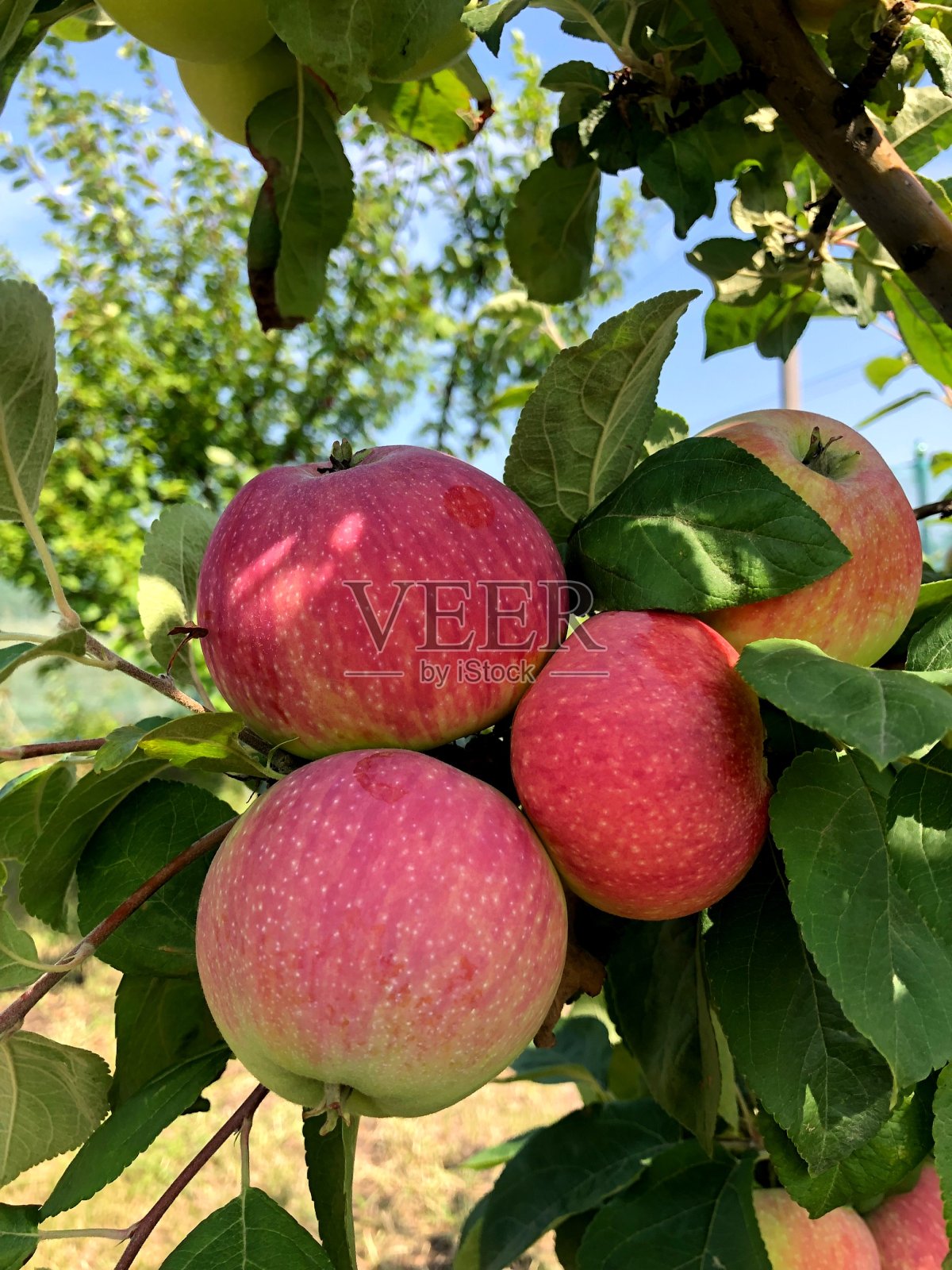 苹果照片摄影图片