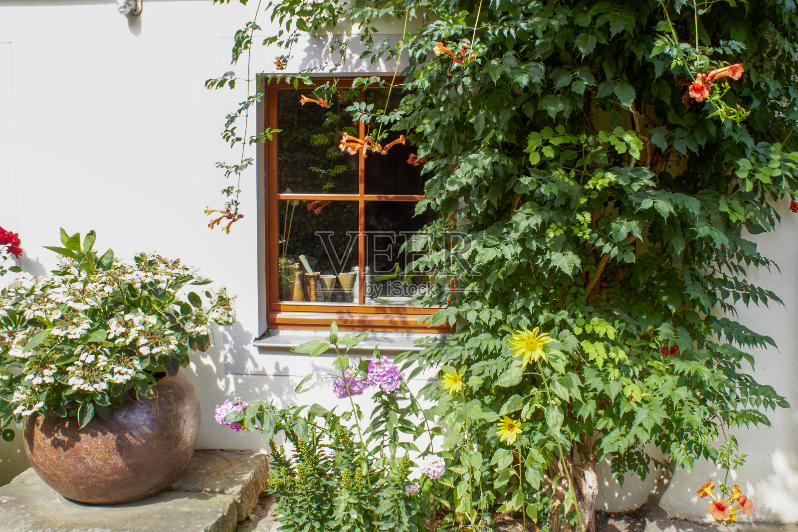 窗户旁的鲜花照片摄影图片