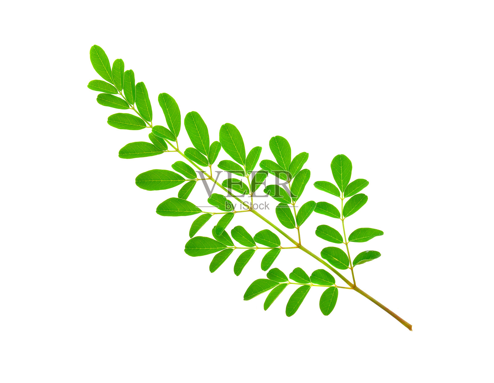 辣木叶在白色的背景上照片摄影图片