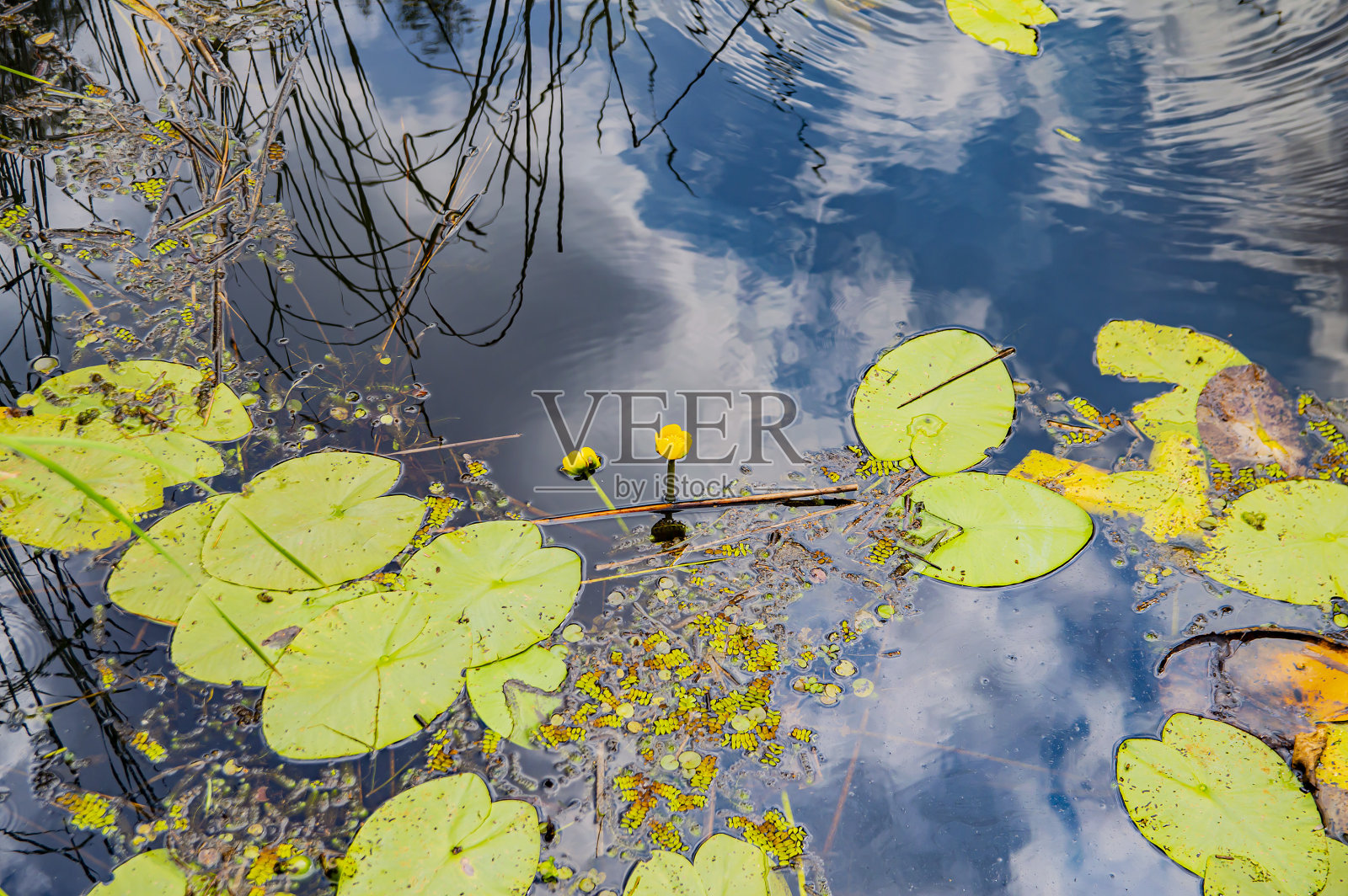 森林河与黄色的睡莲在水中。照片摄影图片