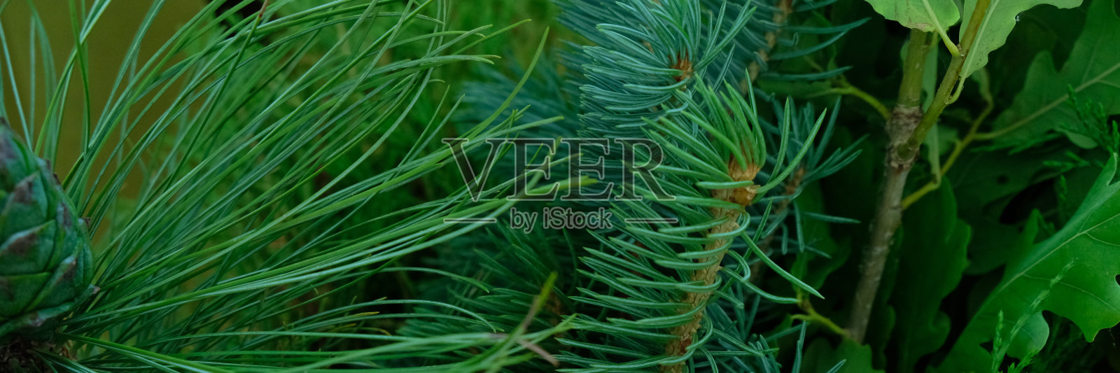 背景纹理毛茸茸的树枝为圣诞卡照片摄影图片