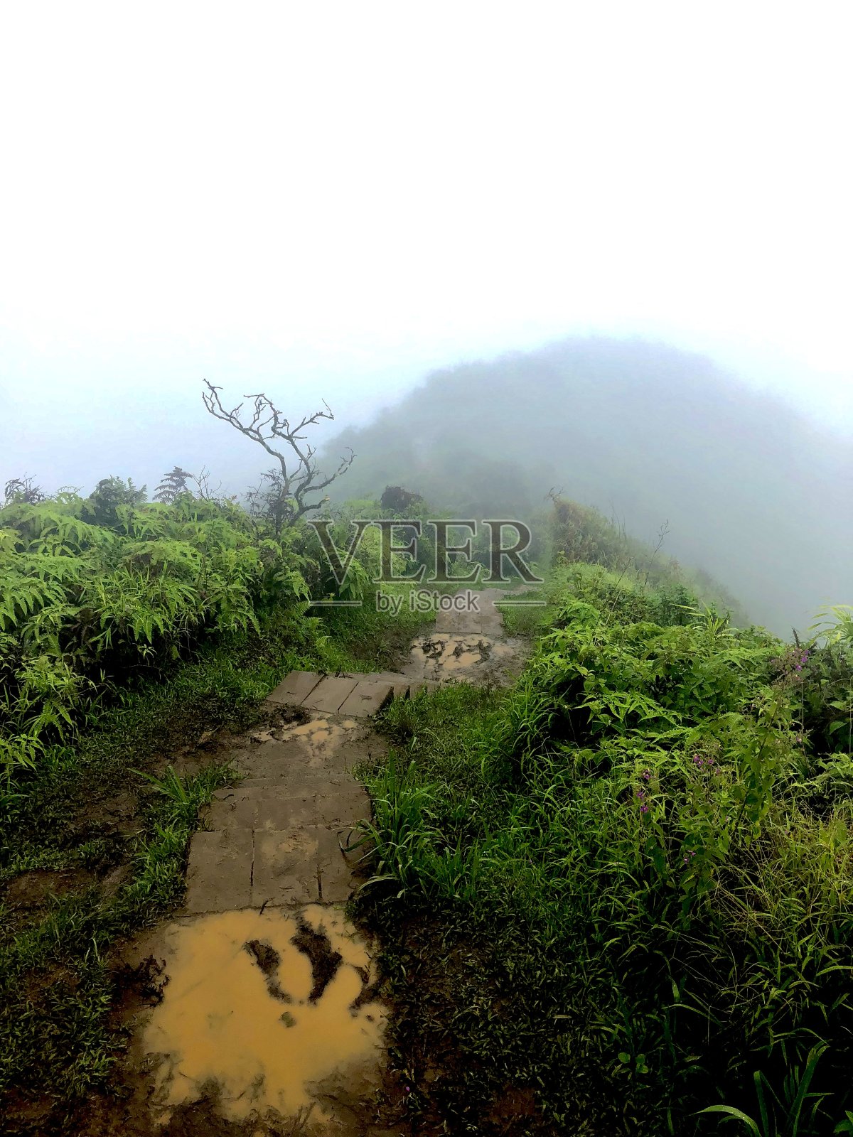 夏威夷毛伊岛沿怀希山脊的泥泞小道照片摄影图片
