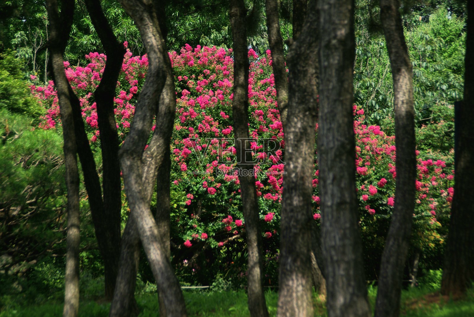 背花给人一种灿烂的美。照片摄影图片
