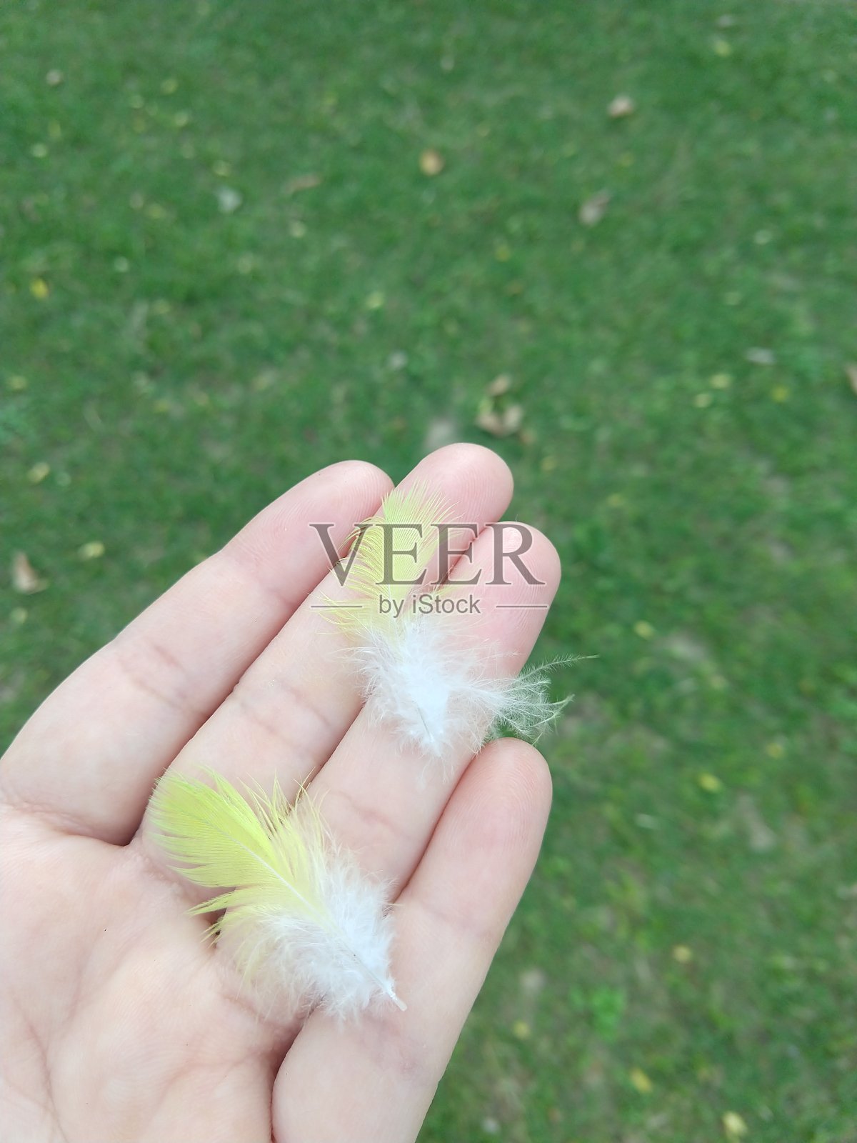 天堂的使者,羽毛照片摄影图片