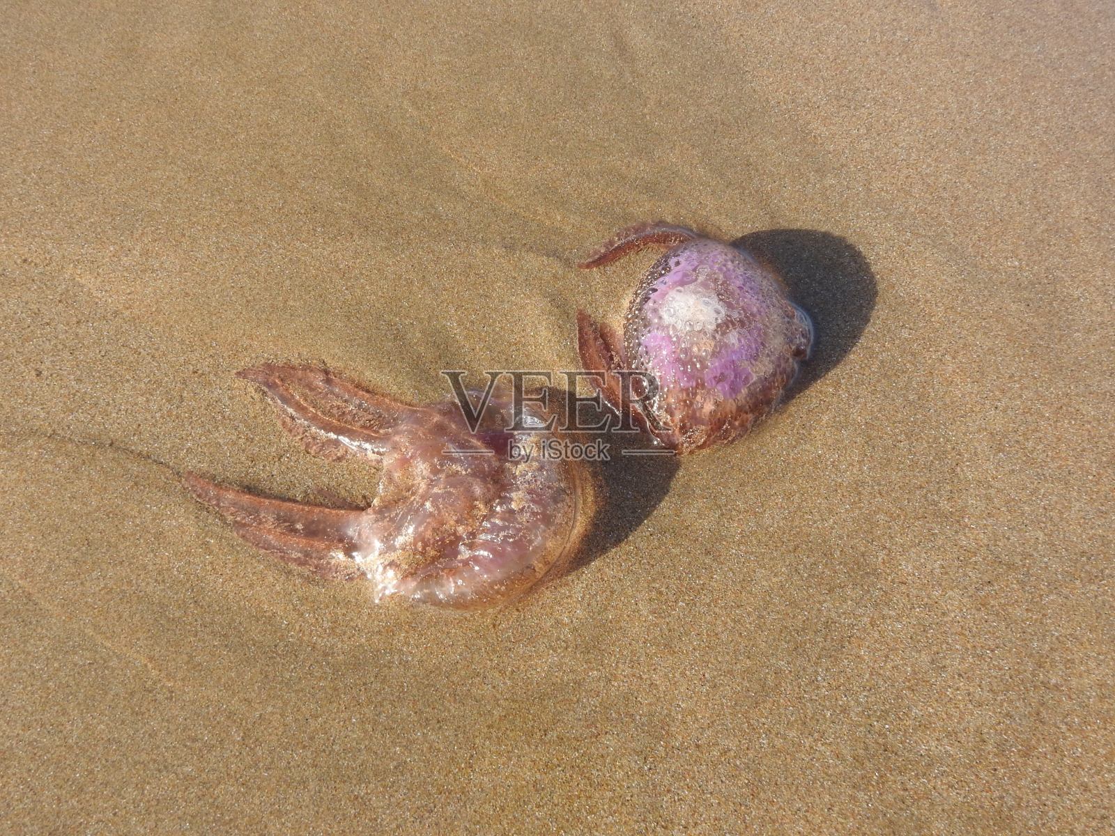 水母照片摄影图片