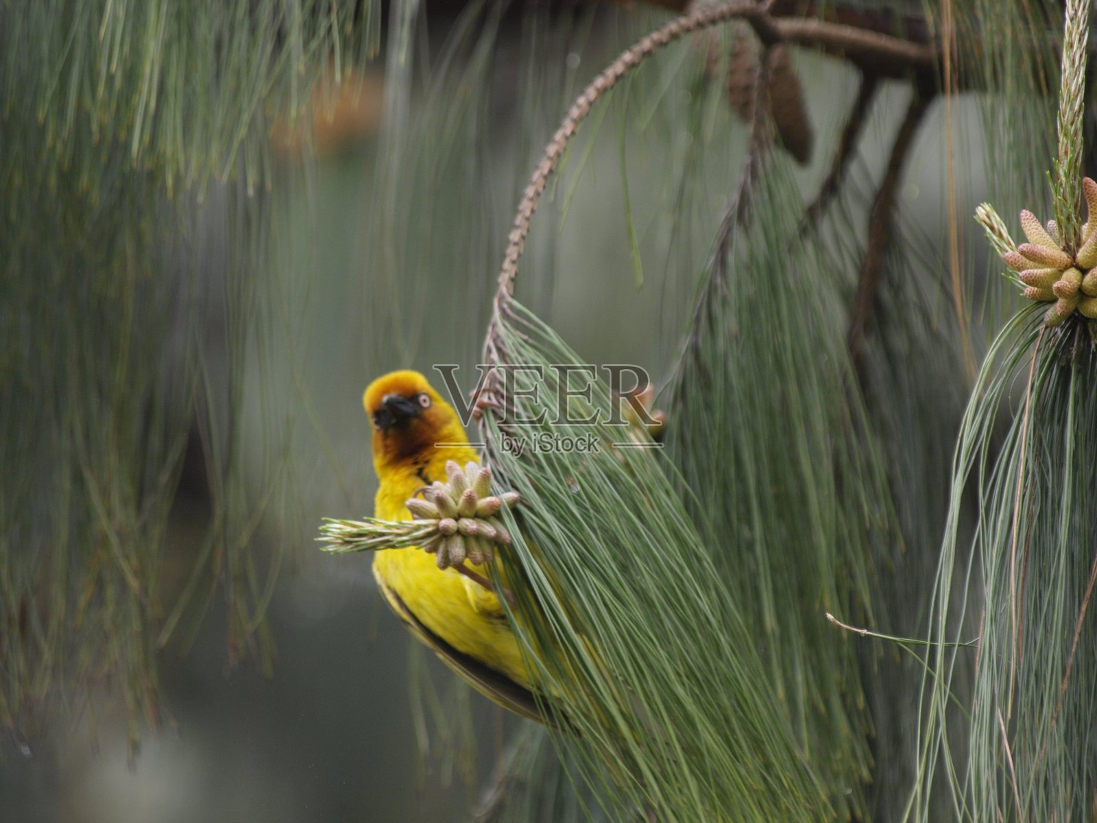 南非示巴山自然保护区照片摄影图片