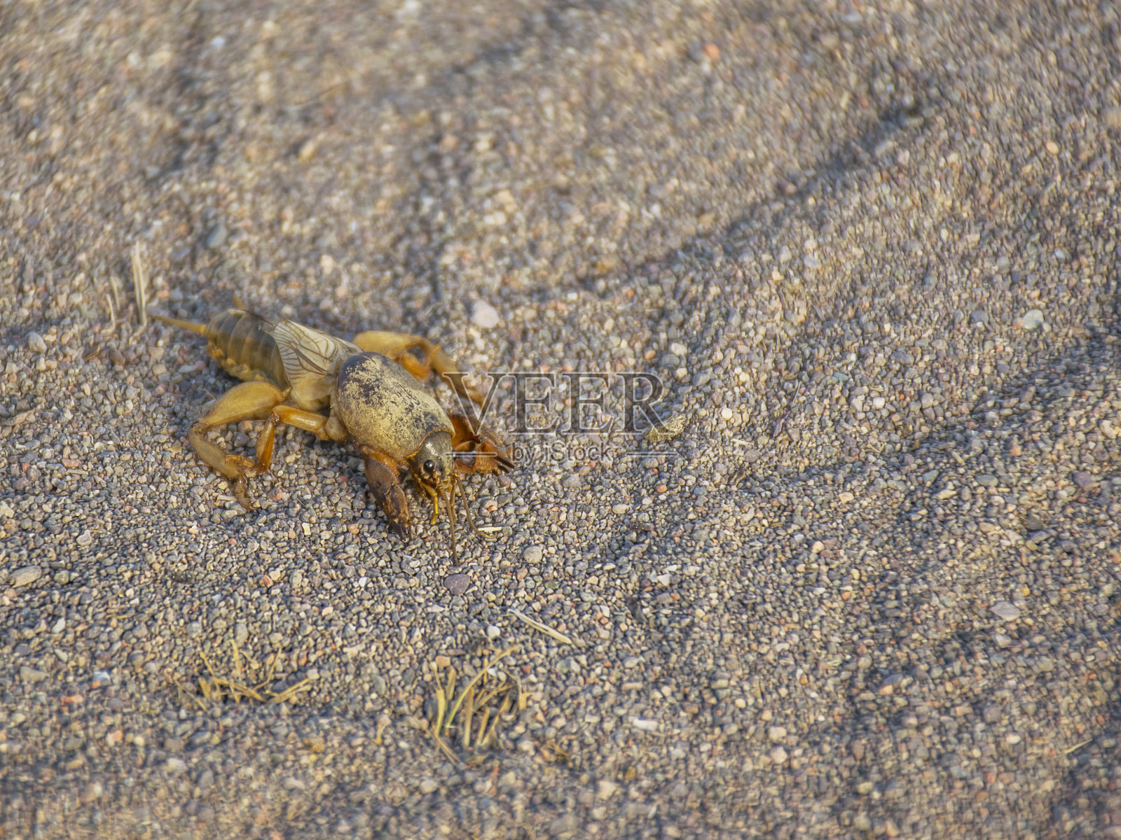 沙漠中的沙中的昆虫。沙漠的居民。棕色的害虫。照片摄影图片