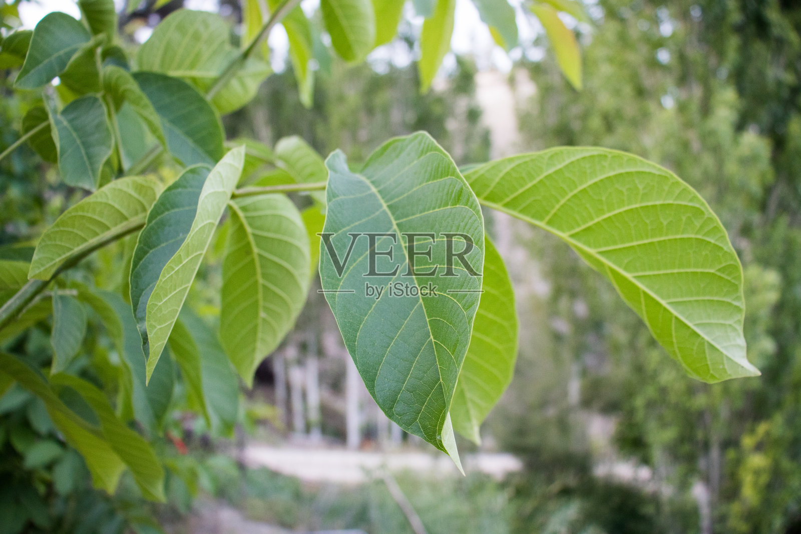 绿树成荫的核桃树,令人惊叹的大自然奇观照片摄影图片