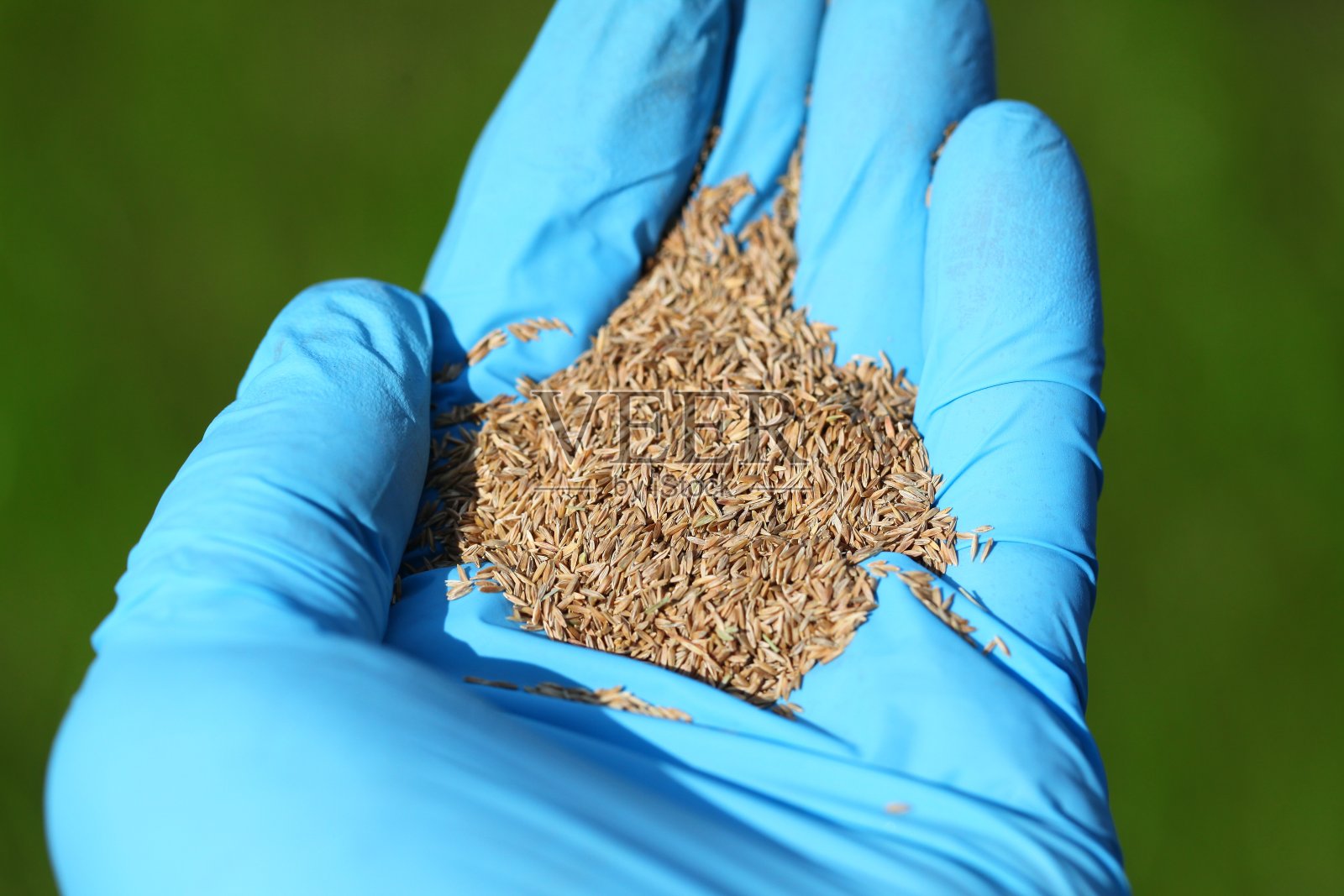 种子草干照片摄影图片