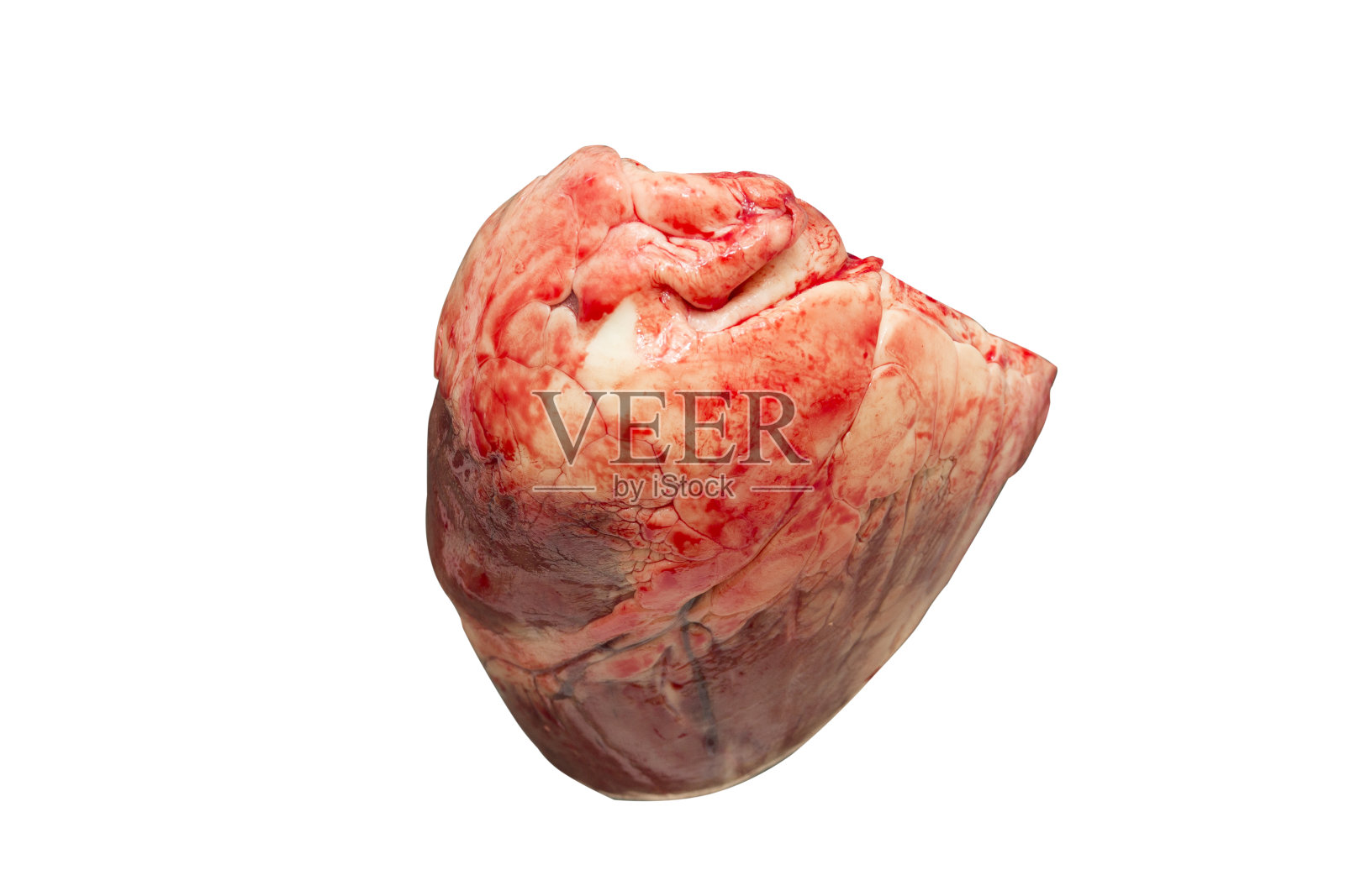 一头公牛的心孤立在白色上。照片摄影图片