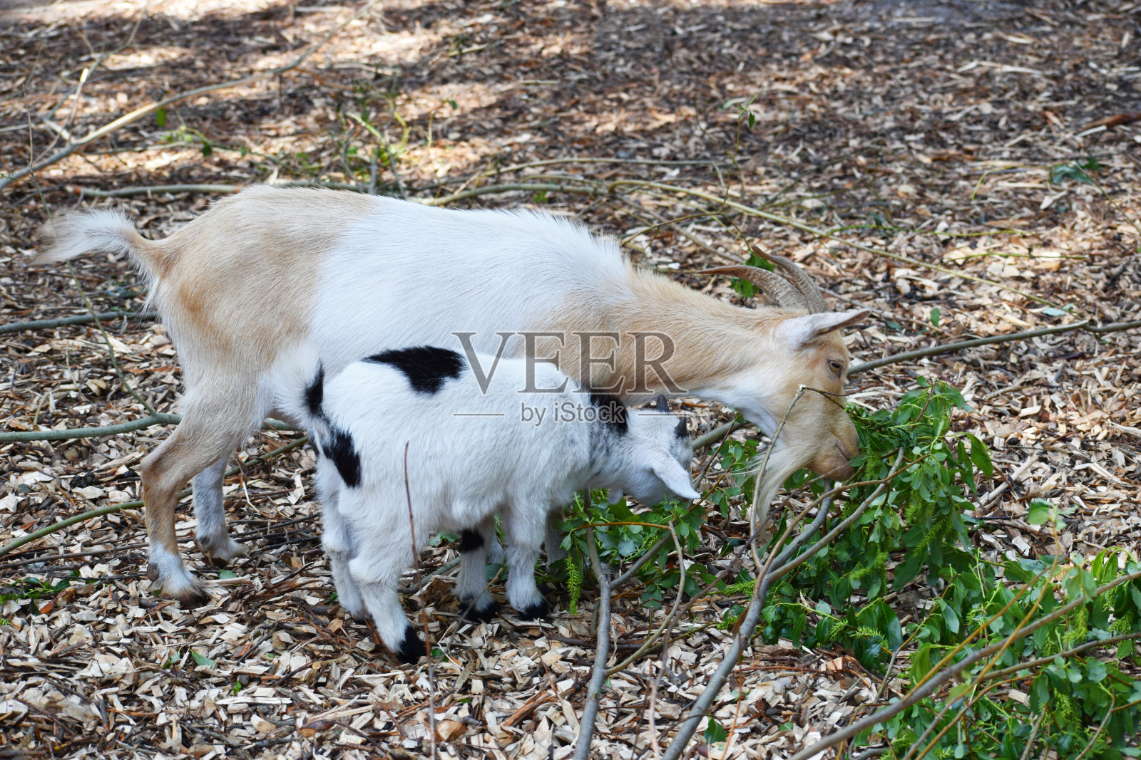 两只山羊在吃树叶照片摄影图片