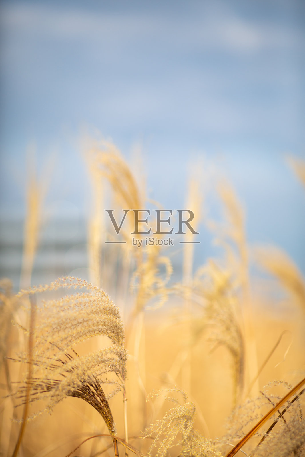 铃木照片摄影图片