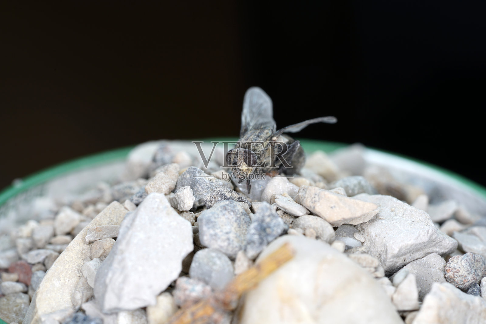 德国的欧洲家蝇,用微距镜头拍摄,专业品质照片摄影图片