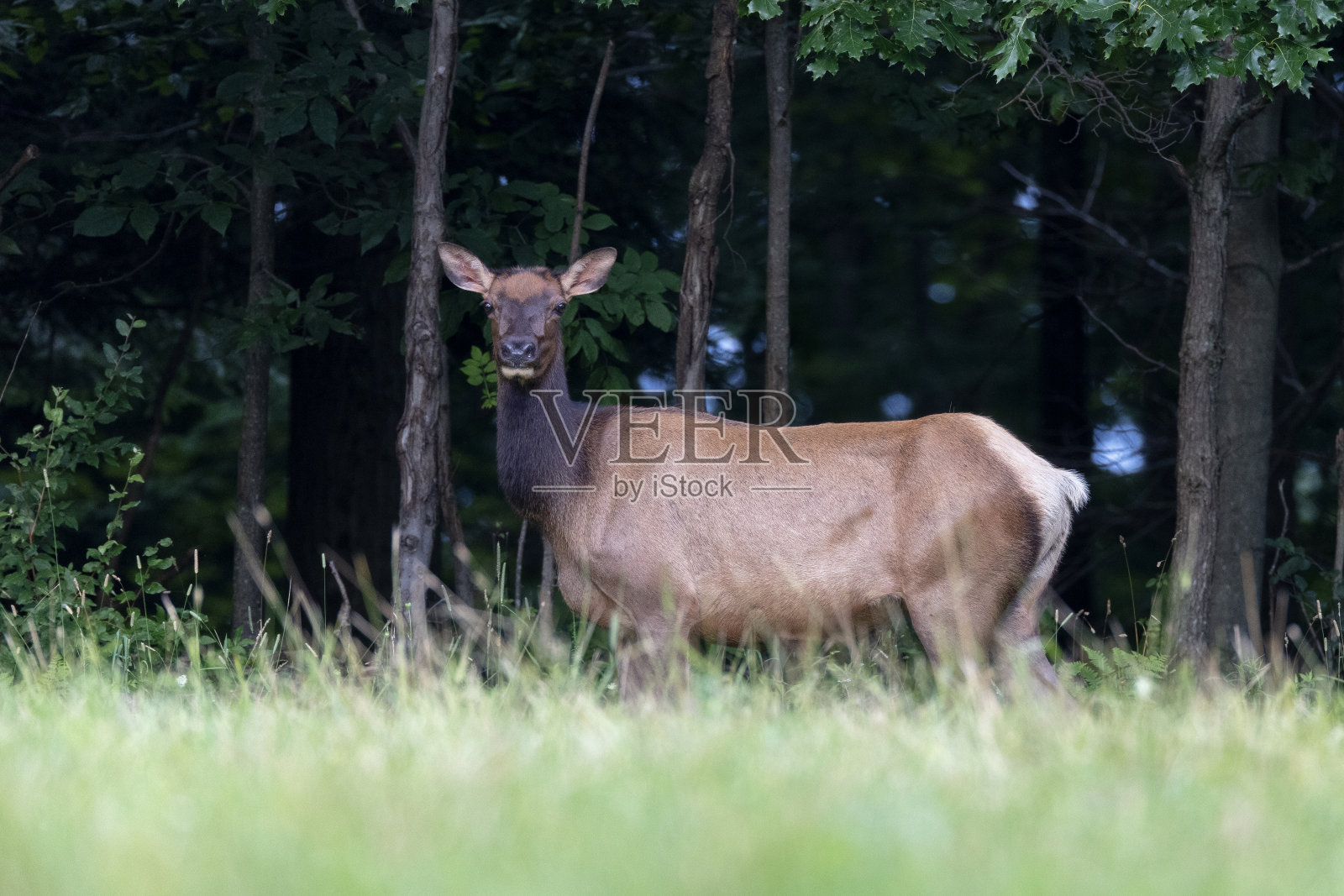 麋鹿牛照片摄影图片