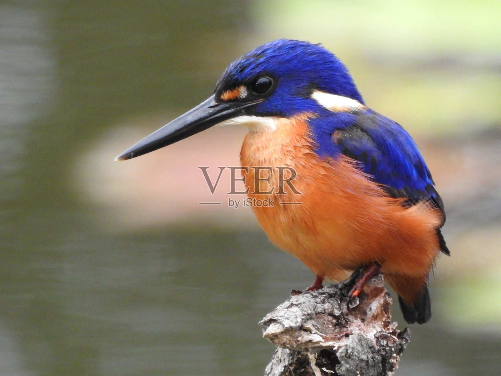 Azure翠鸟照片摄影图片