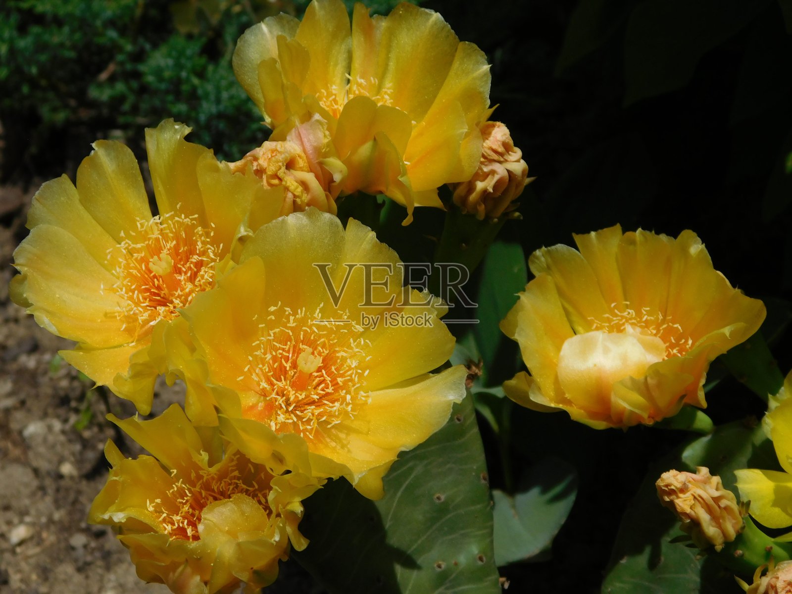 很多黄色的仙人掌花照片摄影图片