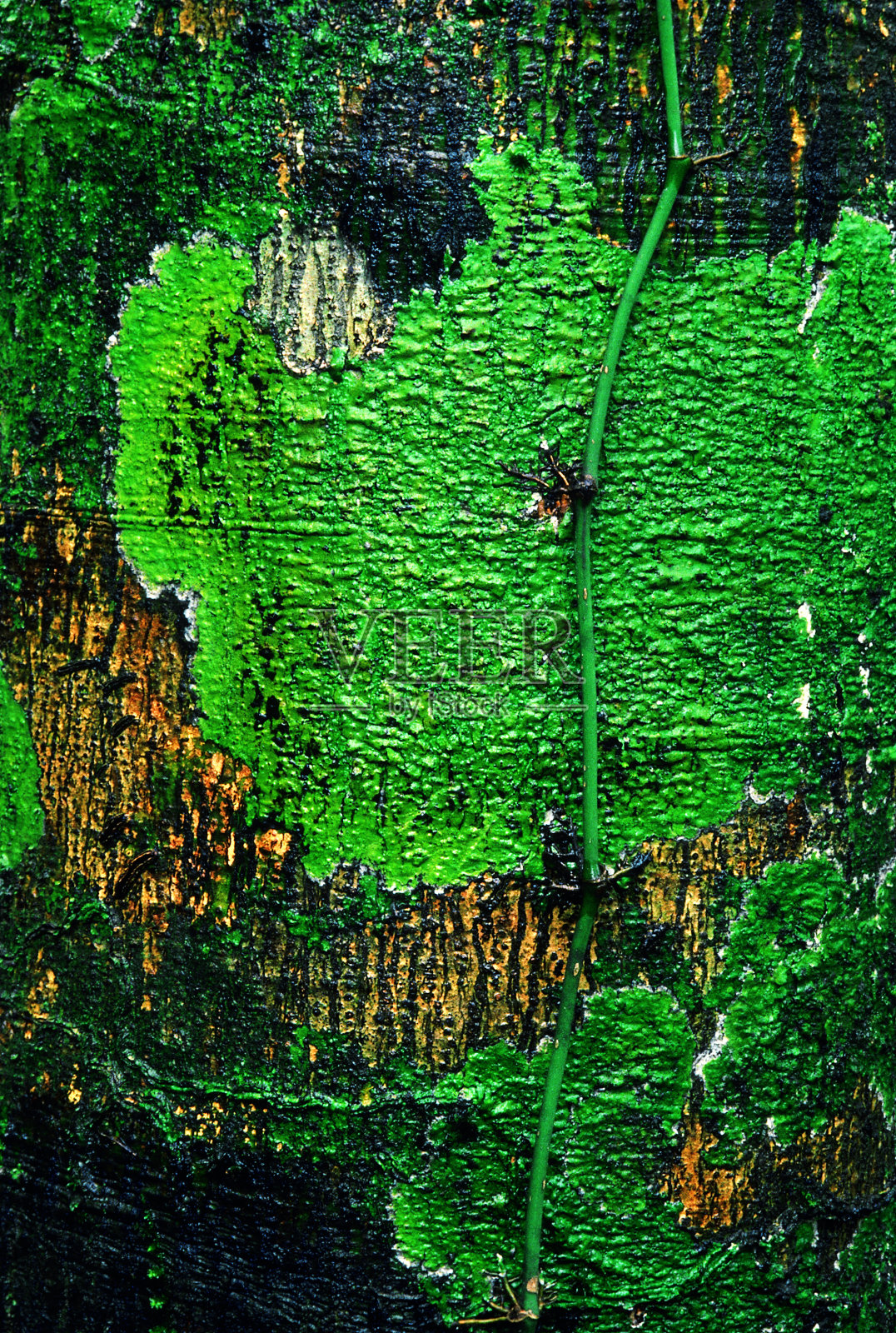 生长在树皮上的地衣。Koyna,马哈拉施特拉邦,印度。照片摄影图片