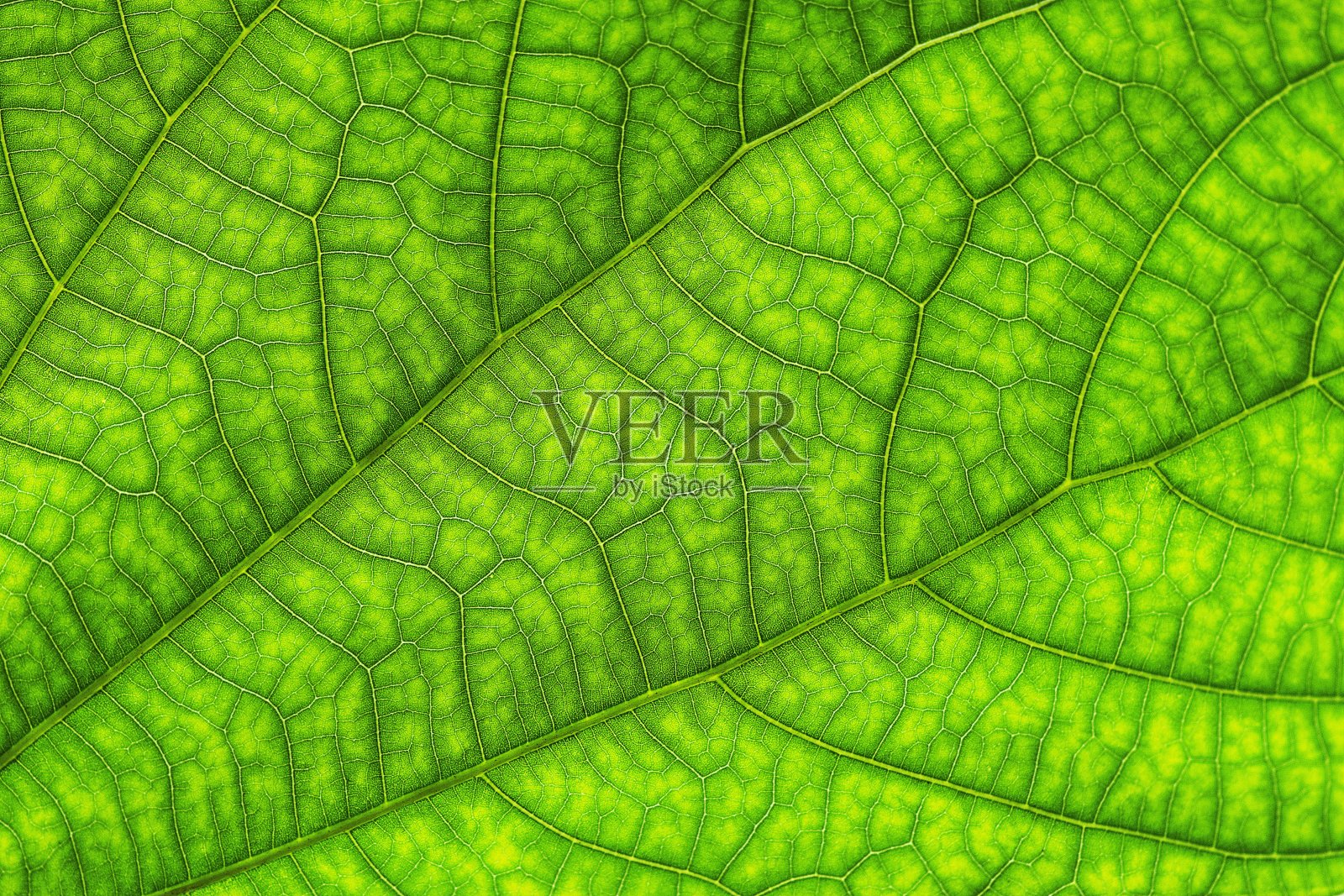 合上嫩绿的叶子。照片摄影图片