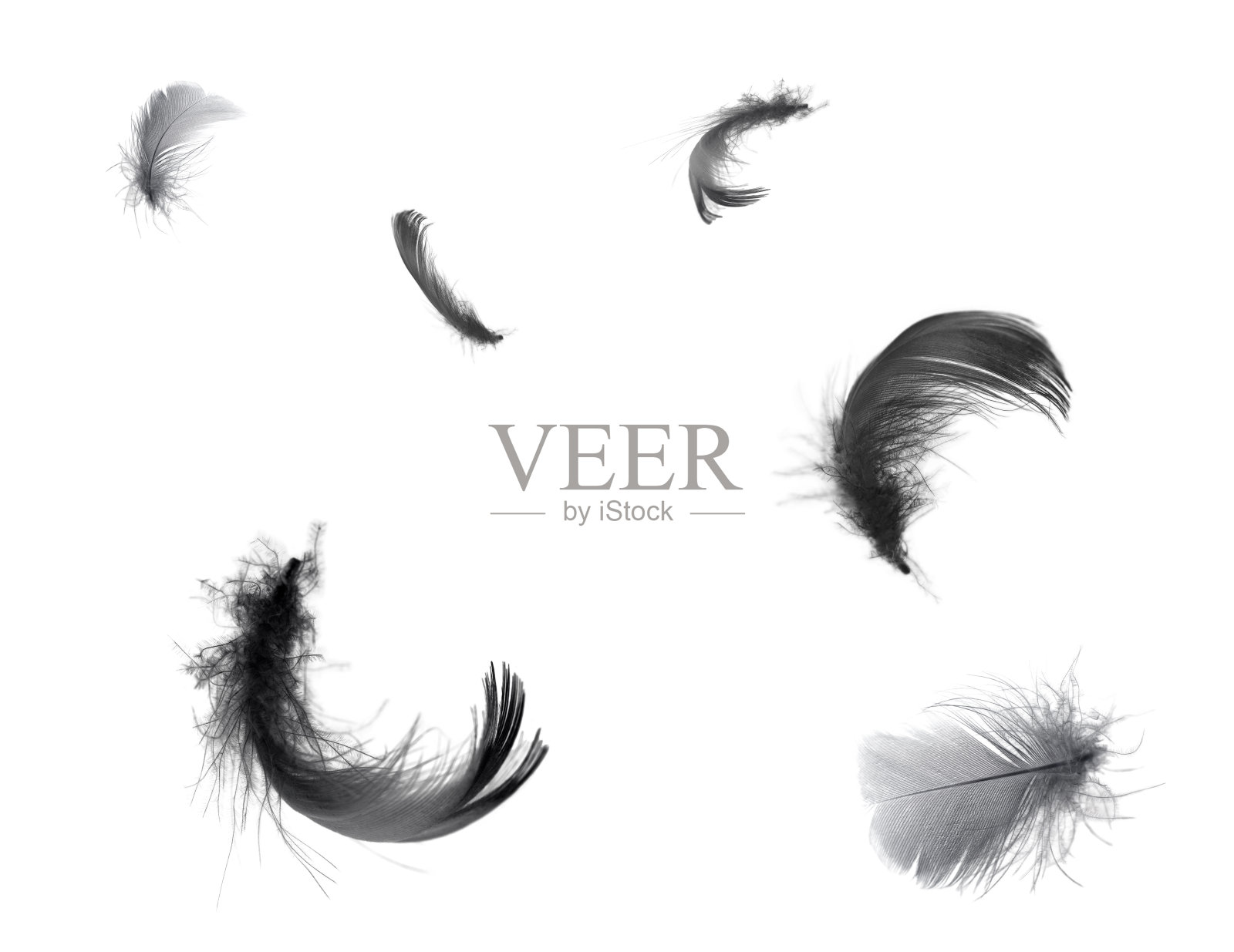 美丽的黑色羽毛漂浮在空气孤立的白色背景照片摄影图片