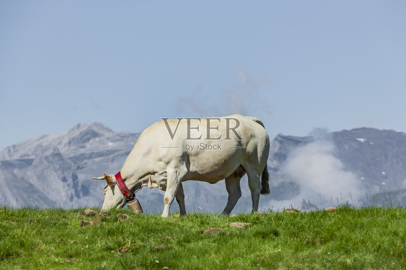 法国比利牛斯山有牛铃的母牛照片摄影图片