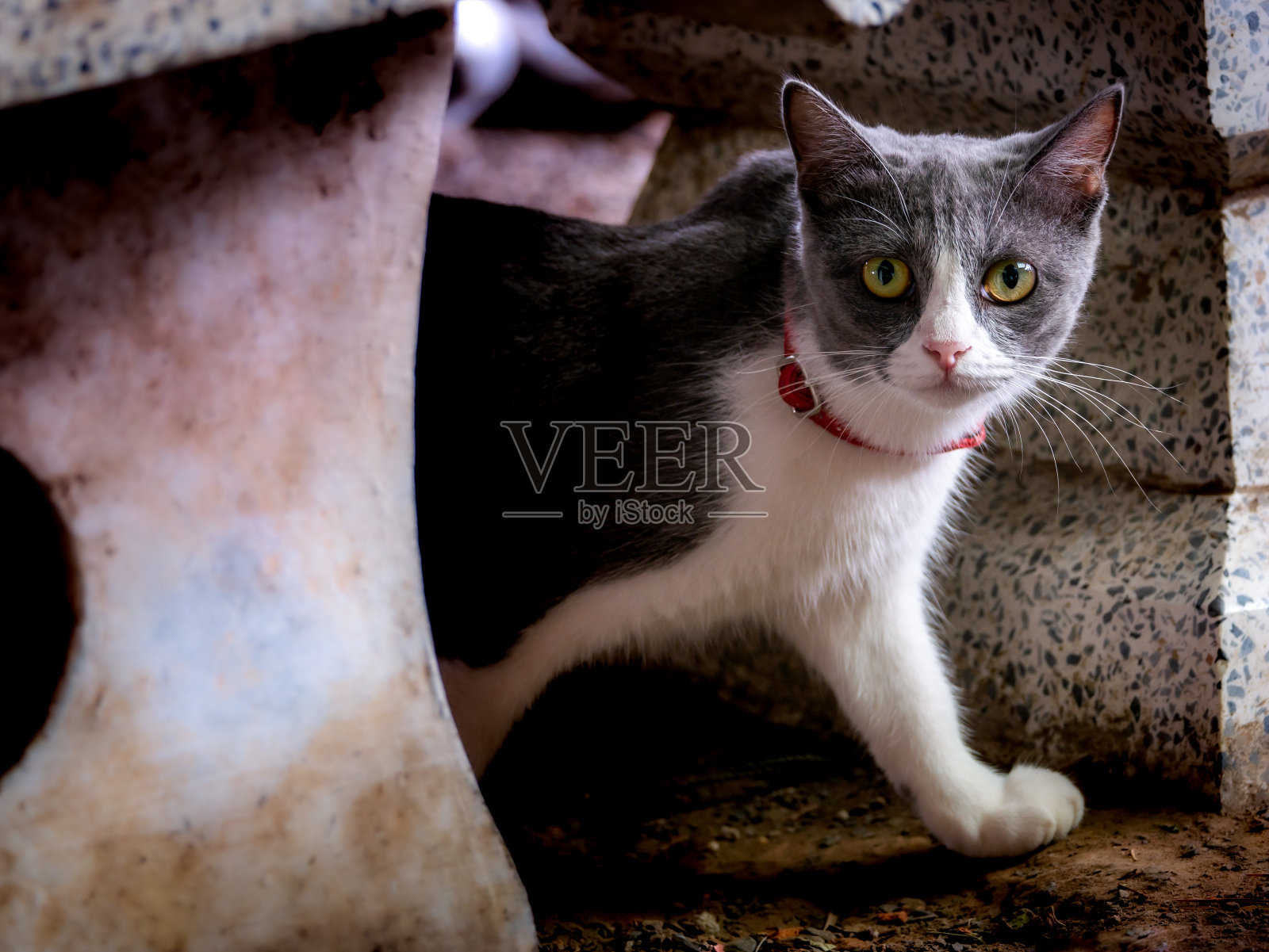 淘气的白色灰色小猫在散步照片摄影图片