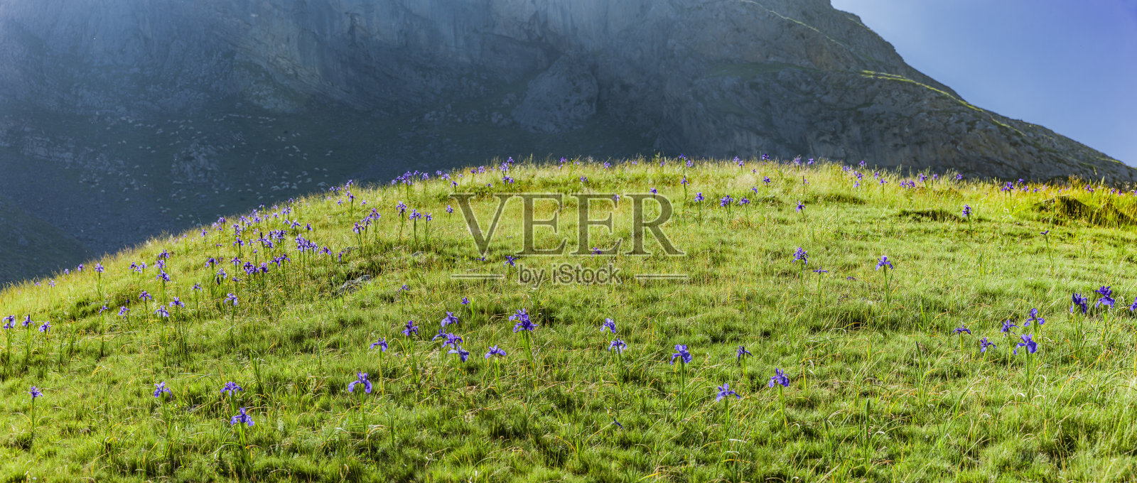 位于法国比利牛斯山脉的鸢尾花照片摄影图片