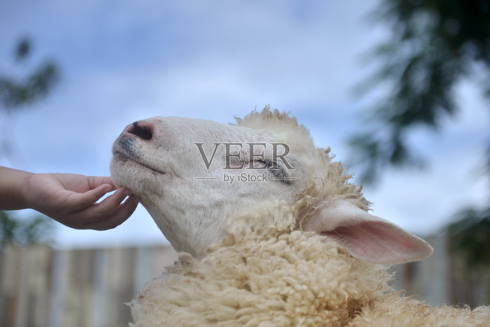 一只羊在抓孩子的下巴。照片摄影图片