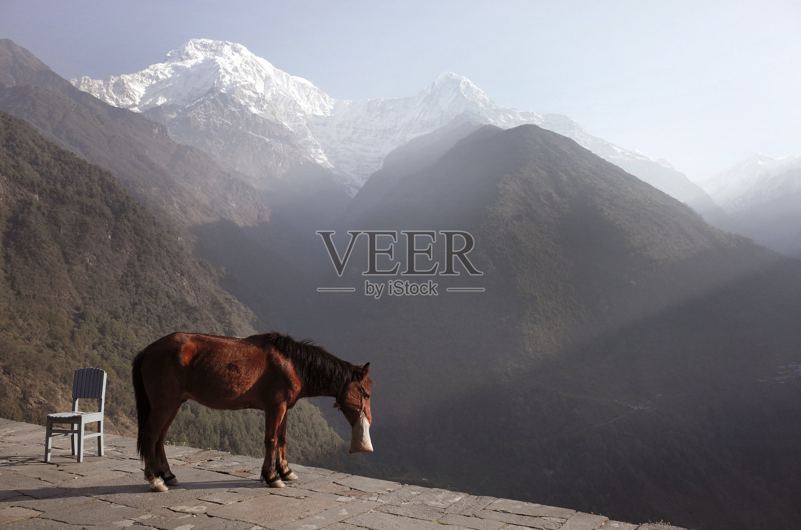 马喂食雪山背景照片摄影图片